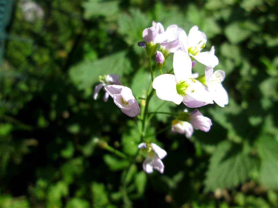 Wiesen-Schaumkraut (Cardamine pratensis) im Steinbachtal bei Saarbrücken
