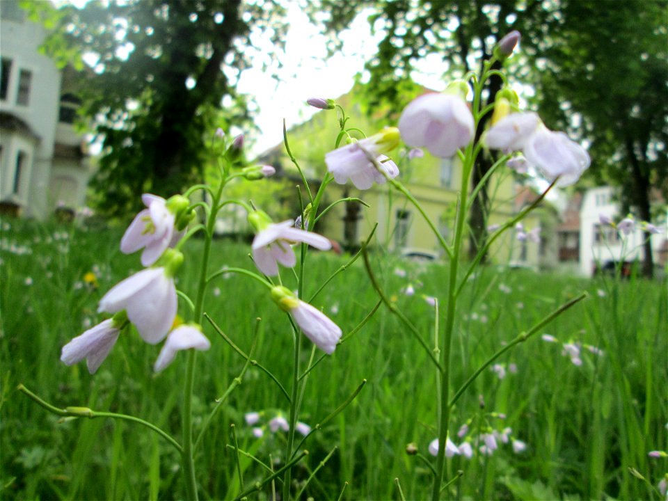 Wiesen-Schaumkraut (Cardamine pratensis) in der ehem. Bismarckanlage in Sankt Arnual