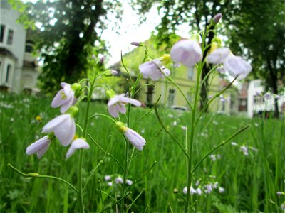 Wiesen-Schaumkraut (Cardamine pratensis) in der ehem. Bismarckanlage in Sankt Arnual