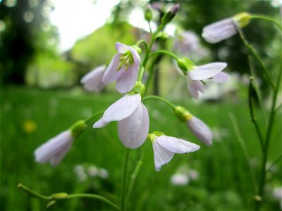 Wiesen-Schaumkraut (Cardamine pratensis) in der ehem. Bismarckanlage in Sankt Arnual