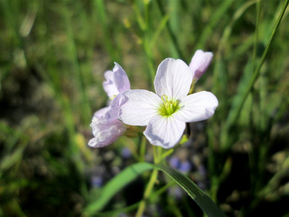 Wiesen-Schaumkraut (Cardamine pratensis) im Naturschutzgebiet „Bachwiesen/Leopoldswiesen“ im Hockenheimer Rheinbogen