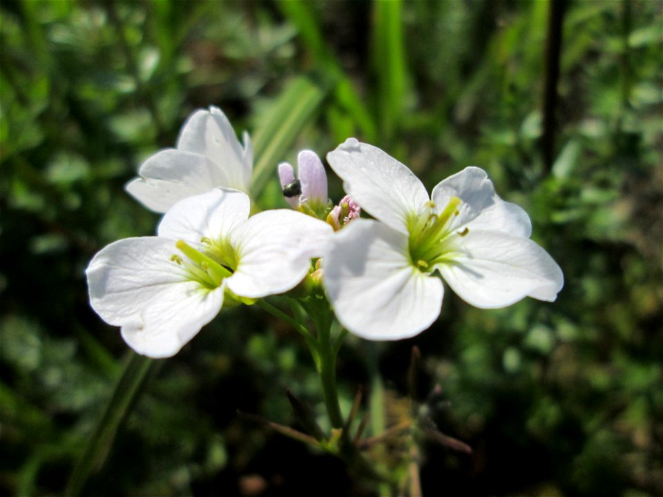 Wiesen-Schaumkraut (Cardamine pratensis) im Naturschutzgebiet „Bachwiesen/Leopoldswiesen“ im Hockenheimer Rheinbogen