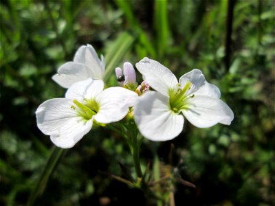 Wiesen-Schaumkraut (Cardamine pratensis) im Naturschutzgebiet „Bachwiesen/Leopoldswiesen“ im Hockenheimer Rheinbogen