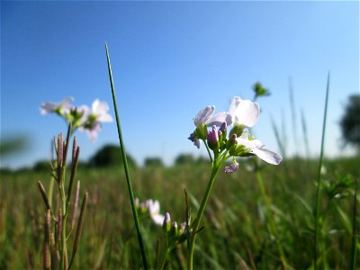 Wiesen-Schaumkraut (Cardamine pratensis) im Naturschutzgebiet „Bachwiesen/Leopoldswiesen“ im Hockenheimer Rheinbogen