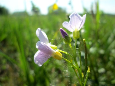 Wiesen-Schaumkraut (Cardamine pratensis) im Naturschutzgebiet „Bachwiesen/Leopoldswiesen“ im Hockenheimer Rheinbogen