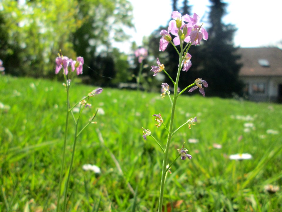Wiesen-Schaumkraut (Cardamine pratensis) am Nußberg (Landschaftsschutzgebiet) in Alt-Saarbrücken