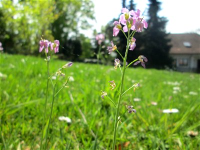 Wiesen-Schaumkraut (Cardamine pratensis) am Nußberg (Landschaftsschutzgebiet) in Alt-Saarbrücken