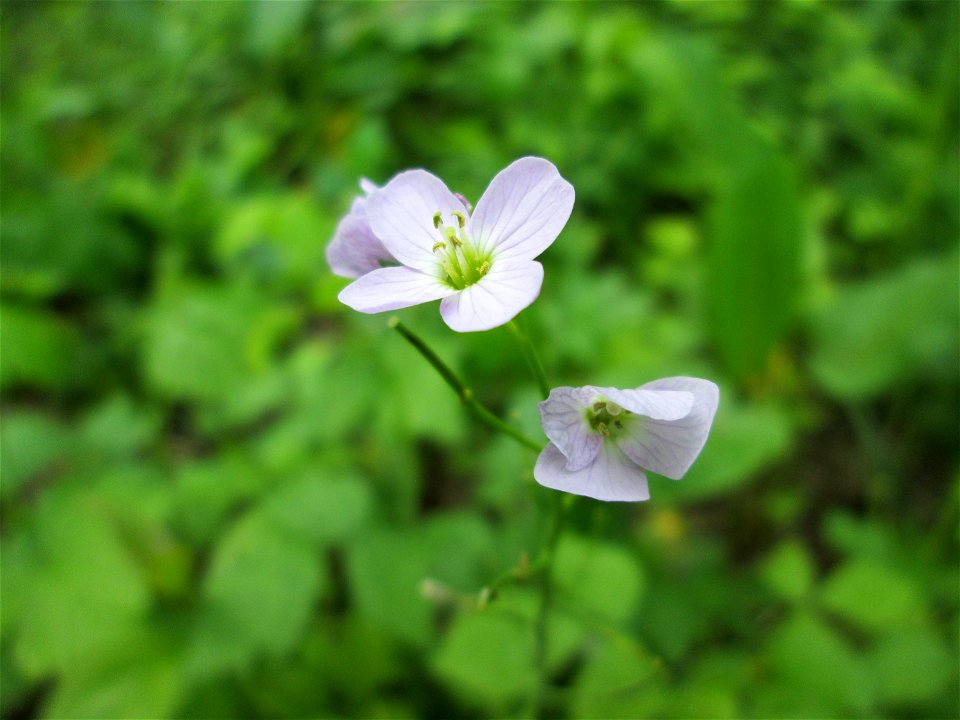 Wiesen-Schaumkraut (Cardamine pratensis) im Naturschutzgebiet „St. Arnualer Wiesen“