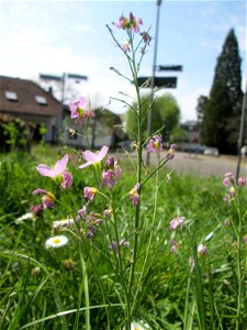 Wiesen-Schaumkraut (Cardamine pratensis) am Nußberg (Landschaftsschutzgebiet) in Alt-Saarbrücken