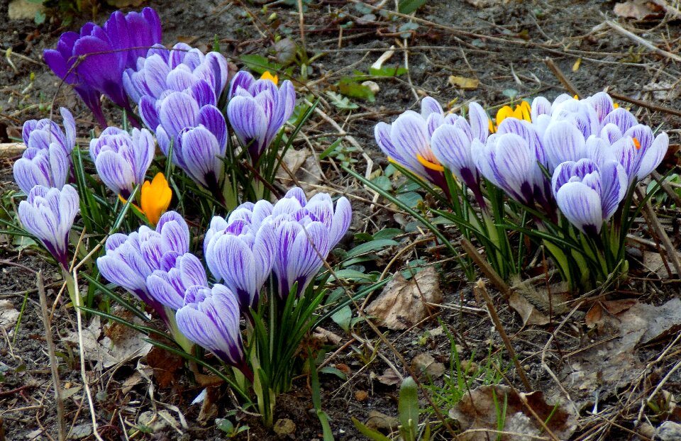 Plant blooming spring