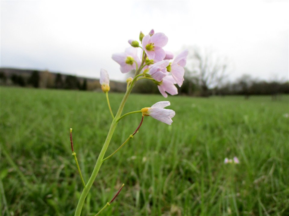 Wiesen-Schaumkraut (Cardamine pratensis) im Naturschutzgebiet „Birzberg, Honigsack/Kappelberghang“
