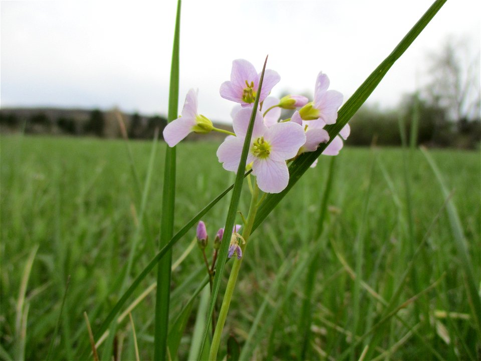 Wiesen-Schaumkraut (Cardamine pratensis) im Naturschutzgebiet „Birzberg, Honigsack/Kappelberghang“