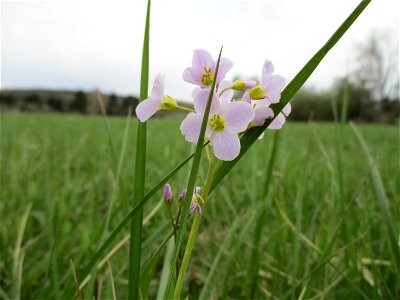 Wiesen-Schaumkraut (Cardamine pratensis) im Naturschutzgebiet „Birzberg, Honigsack/Kappelberghang“