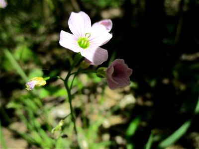 Wiesen-Schaumkraut (Cardamine pratensis) im Naturschutzgebiet „St. Arnualer Wiesen“