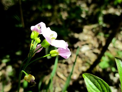 Wiesen-Schaumkraut (Cardamine pratensis) im Naturschutzgebiet „St. Arnualer Wiesen“