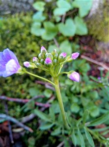 Cuckooflower (Cardamine pratensis)