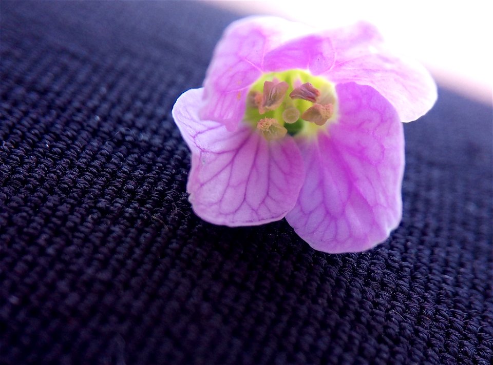 Cuckooflower (Cardamine pratensis)