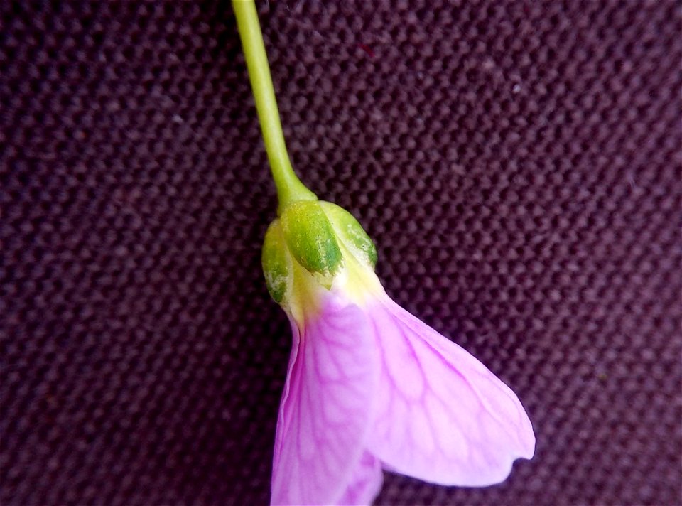 Cuckooflower (Cardamine pratensis)