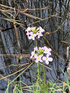 Cuckooflower (Cardamine pratensis)