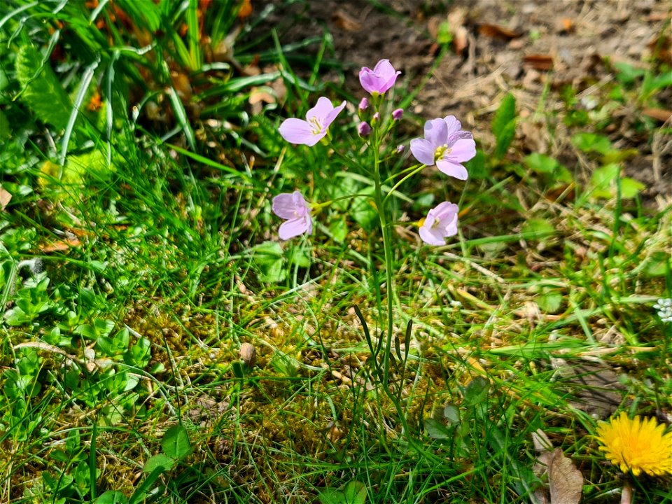 Cuckooflower (Cardamine pratensis)