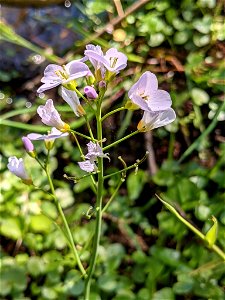 Cuckooflower (Cardamine pratensis)