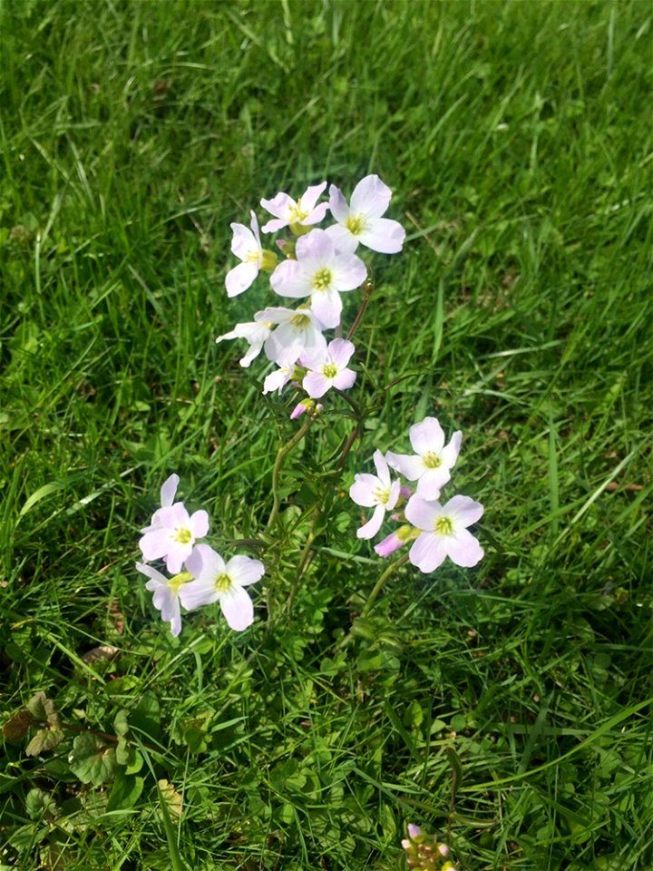 Cuckooflower (Cardamine pratensis)