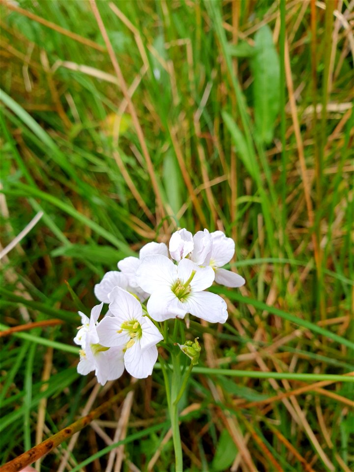 Cuckooflower (Cardamine pratensis)