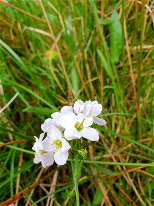 Cuckooflower (Cardamine pratensis)