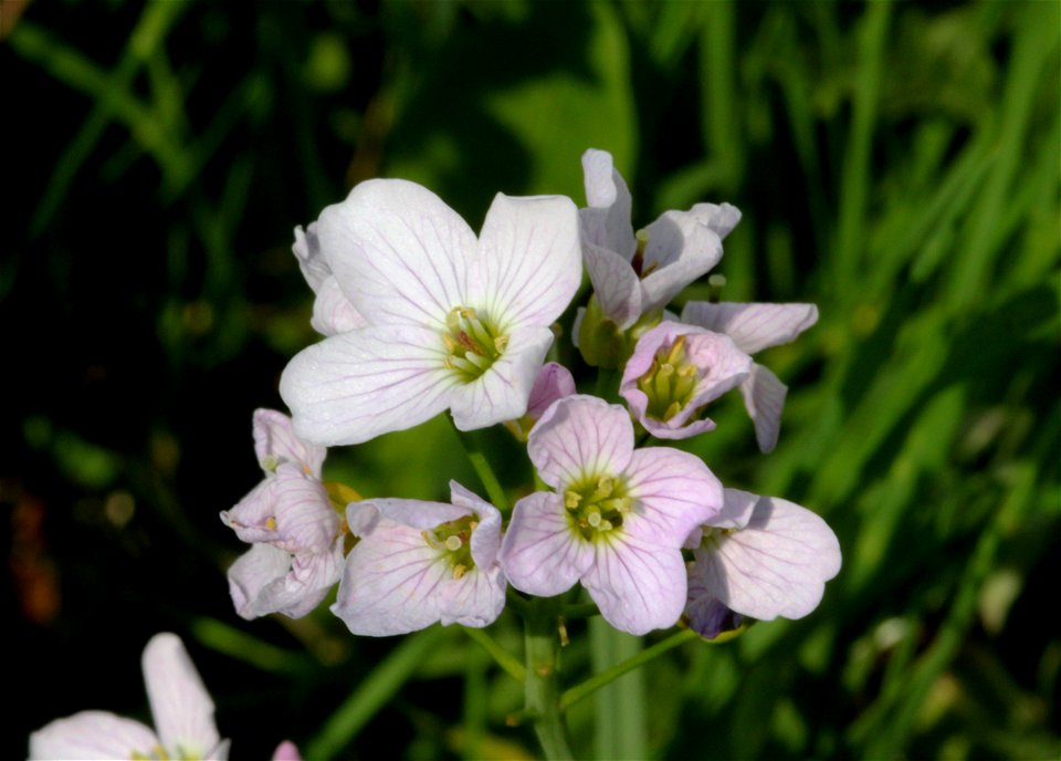 Flower of Cardamine pratensis, east Bohemia, Czech Republic