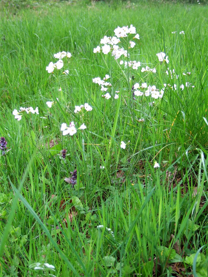 Cardamine pratensis, cuckoo flower or ladies smock, growing in Wiltshire UK.  The small purple-flowered plant growing alongside is Prunella vulgaris, common self heal.