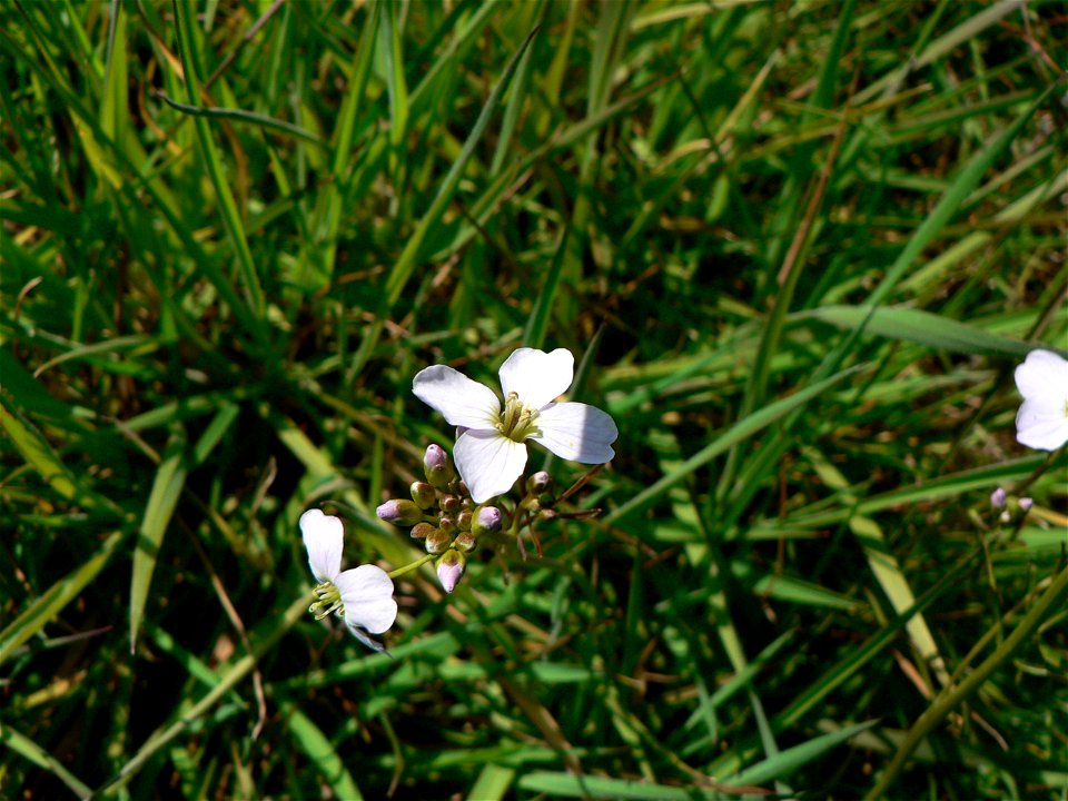 Cuckoo Flower (Cardamine pratensis) - Wilgenhoek, Deerlijk, Belgium