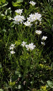 Plant Cardamine pratensis, east Bohemia, Czech Republic