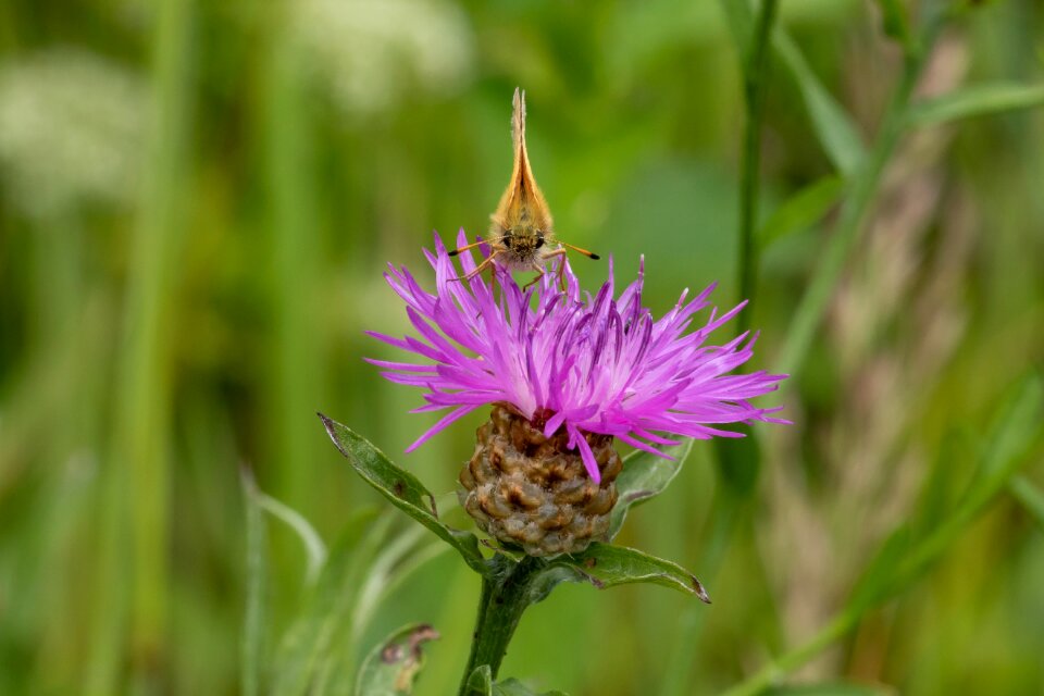 Nature animal close up