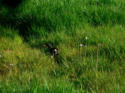 Common Moorhen (Gallinula chloropus) - Wilgenhoek, Deerlijk, Belgium