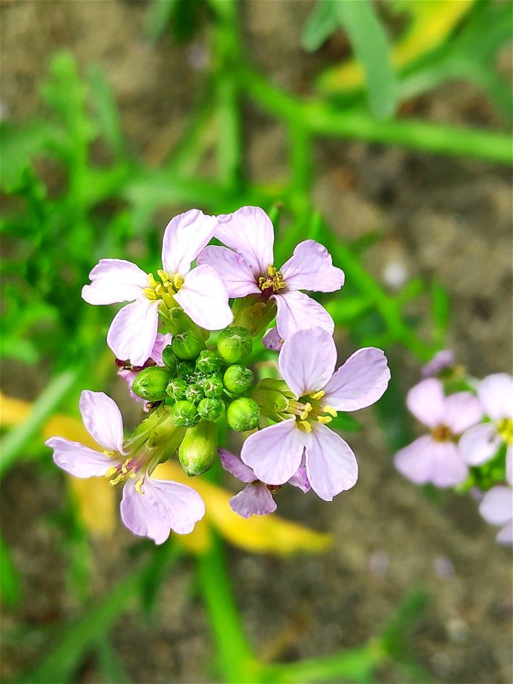 Sea Rocket (Cakile maritima)