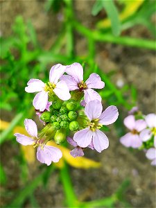 Sea Rocket (Cakile maritima)