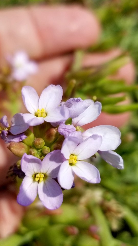 Sea Rocket (Cakile maritima)