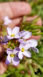Sea Rocket (Cakile maritima)