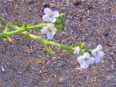 Cakile maritima close up, La Mata, Torrevieja, Alicante, Spain.