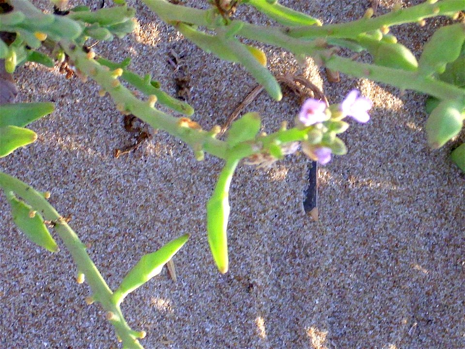 Cakile maritima flowers, Torrelamata, Torrevieja, Alicante, Spain