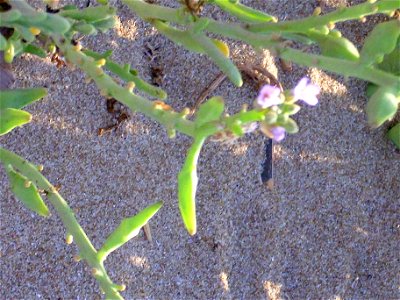 Cakile maritima flowers, Torrelamata, Torrevieja, Alicante, Spain