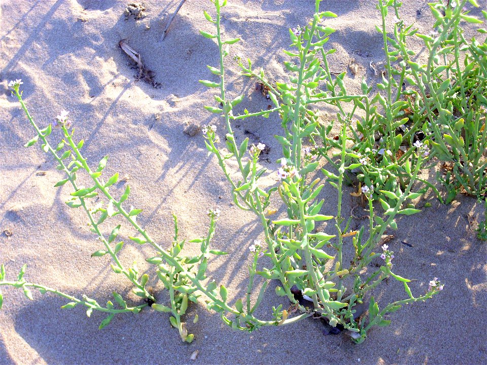 Cakile maritima habit, Torrelamata, Torrevieja, Alicante, Spain