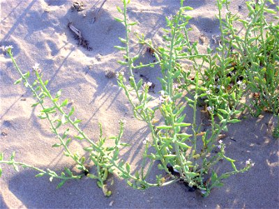 Cakile maritima habit, Torrelamata, Torrevieja, Alicante, Spain