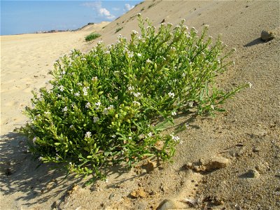 Cakile maritima at the foot of the dune in the south of Capbreton, Landes, France