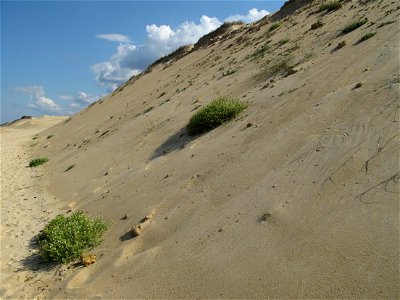 Cakile maritima on the slope of the dune in the south of Capbreton, Landes, France