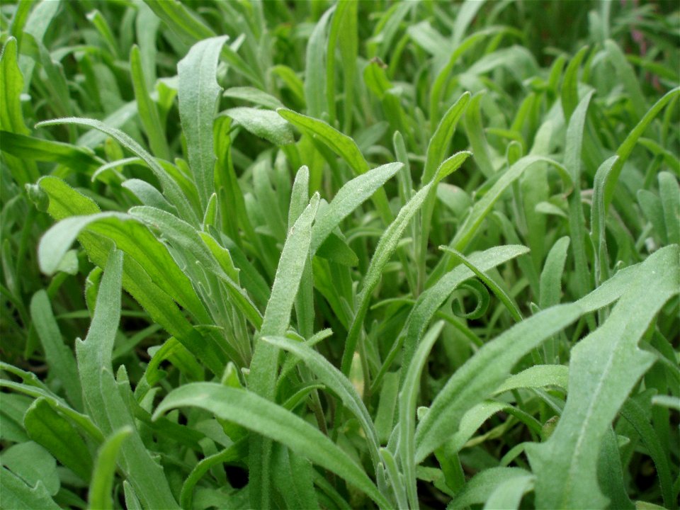 night scented stock leaves close up