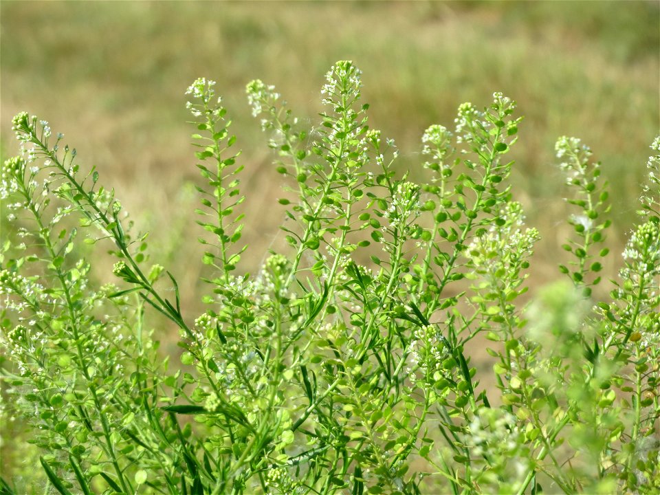 Virginische Kresse (Lepidium virginicum) bei Reilingen