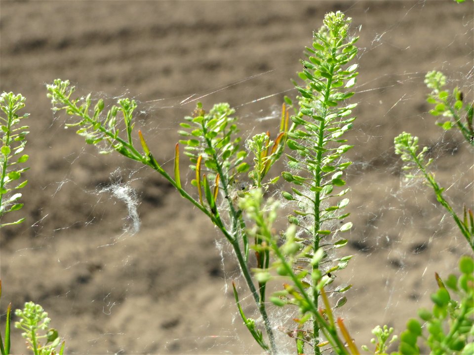 Virginische Kresse (Lepidium virginicum) bei Reilingen