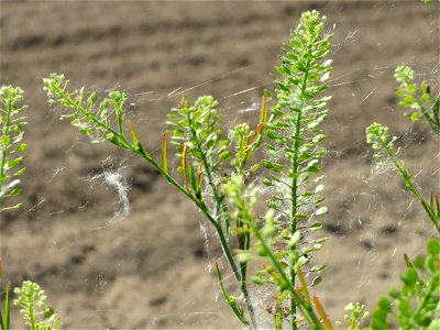 Virginische Kresse (Lepidium virginicum) bei Reilingen