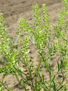 Virginische Kresse (Lepidium virginicum) bei Reilingen